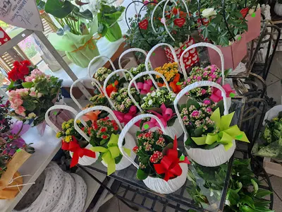 Kwiaciarnia "Camelia"